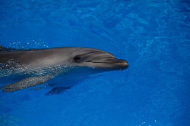 Yunus gülümseyerek. Yunuslar Havuzda yüzmek