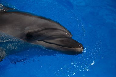 Yunus gülümseyerek. Yunuslar Havuzda yüzmek