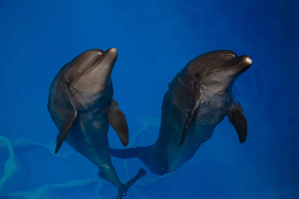 Delfín sonriente. los delfines nadan en la piscina — Foto de Stock