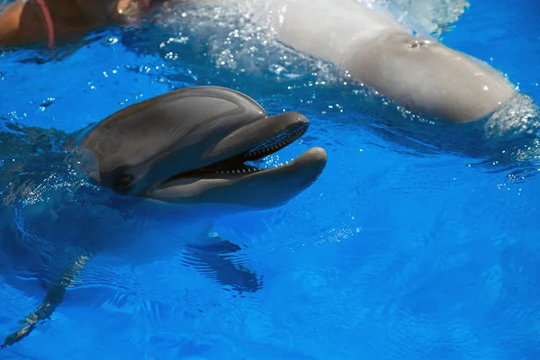 Golfinho sorridente. golfinhos nadam na piscina — Fotografia de Stock