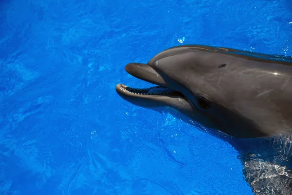 Delfín sonriente. los delfines nadan en la piscina — Foto de Stock