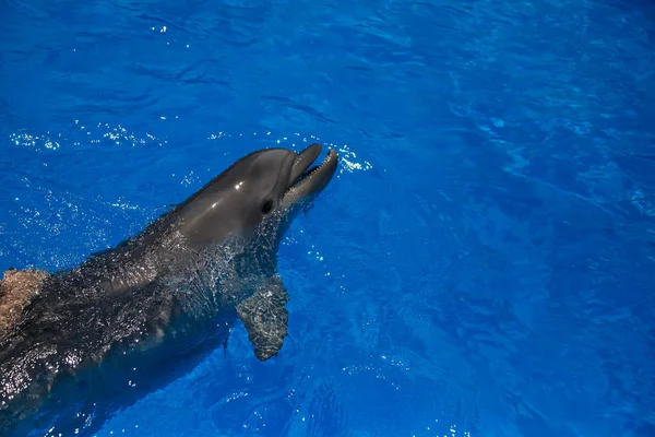 Usmívající se delfín. delfíny plavat v bazénu — Stock fotografie