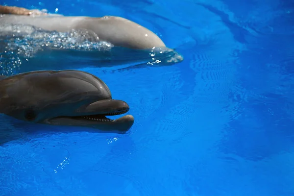 Delfín sonriente. los delfines nadan en la piscina — Foto de Stock