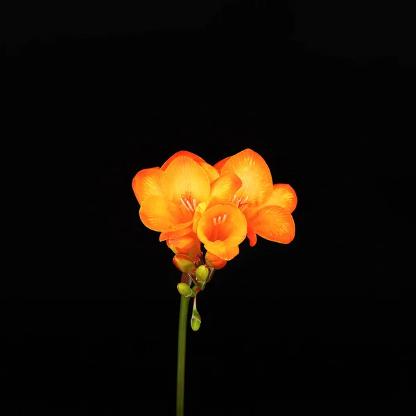 Couleur jaune freesia sur un fond noir — Photo