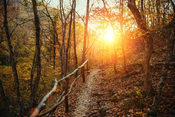 Sammlung von Herbstwäldern. Herbstlandschaft — Stockfoto