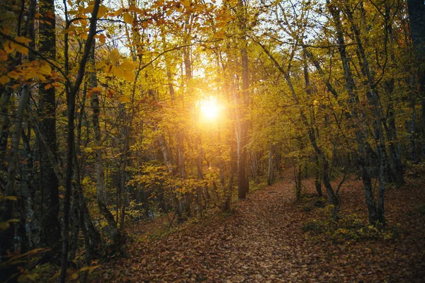 Sammlung von Herbstwäldern. Herbstlandschaft — Stockfoto