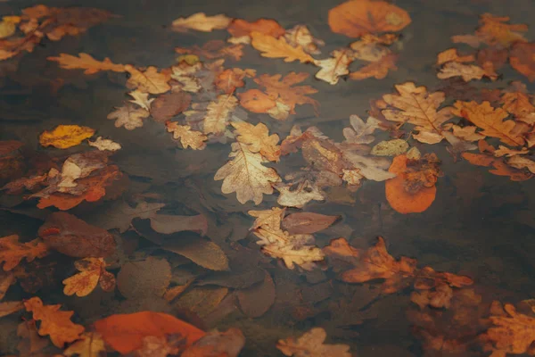 Hermosa foto de otoño hojas de color amarillo dorado en la superficie del lago —  Fotos de Stock