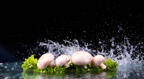 Грибы и салат с брызгами воды — стоковое фото