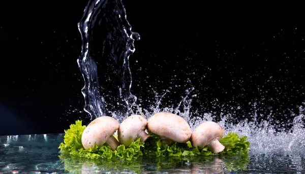 Pilze und Salat mit Wassertropfen — Stockfoto