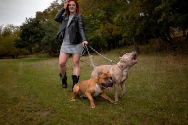 İki güzel Amerikalı Staffordshire pitbull 'u olan bir kadın.