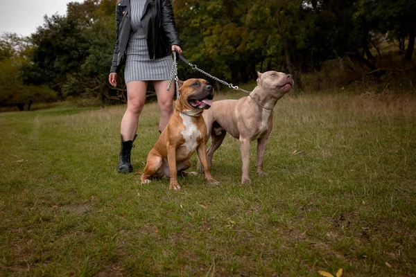 Frau mit zwei schönen amerikanischen Staffordshire Pitbulls — Stockfoto