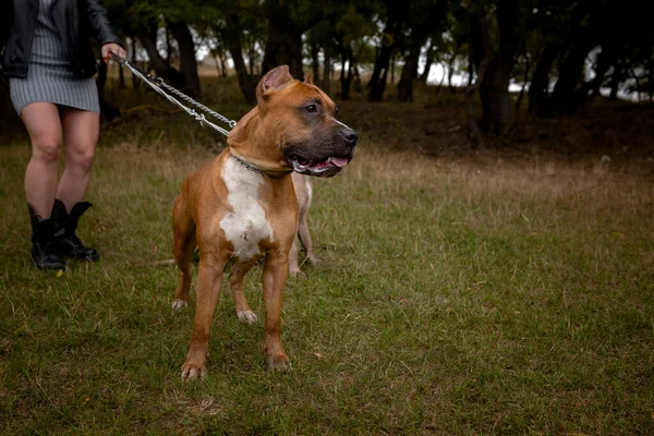 Mujer con dos hermosos pitbulls americanos de Staffordshire —  Fotos de Stock