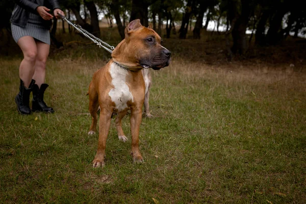 Mujer con dos hermosos pitbulls americanos de Staffordshire —  Fotos de Stock