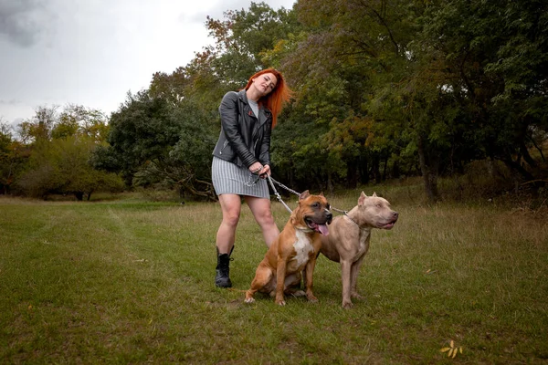 Frau mit zwei schönen amerikanischen Staffordshire Pitbulls — Stockfoto