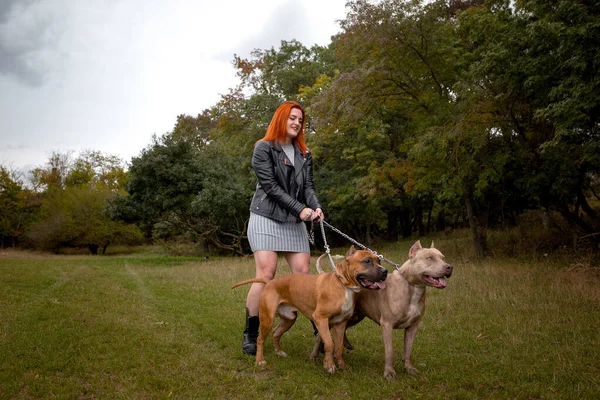 woman with two beautiful American Staffordshire pitbulls