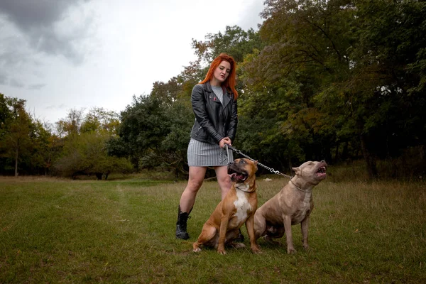 Vrouw met twee mooie Amerikaanse Staffordshire pitbulls — Stockfoto