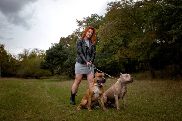 Vrouw met twee mooie Amerikaanse Staffordshire pitbulls — Stockfoto