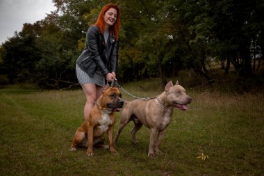 İki güzel Amerikalı Staffordshire pitbull 'u olan bir kadın.