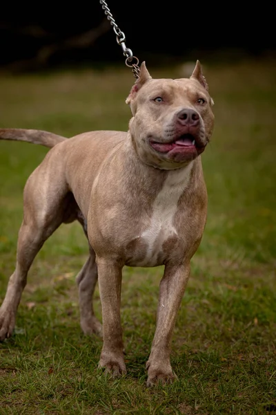 Fondo de otoño con Pit Bull Terrier gris —  Fotos de Stock