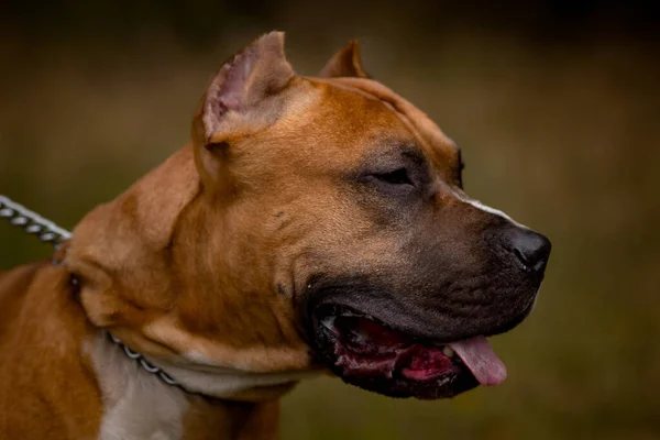 Jesienne tło z czerwonym Pit Bull Terrier — Zdjęcie stockowe