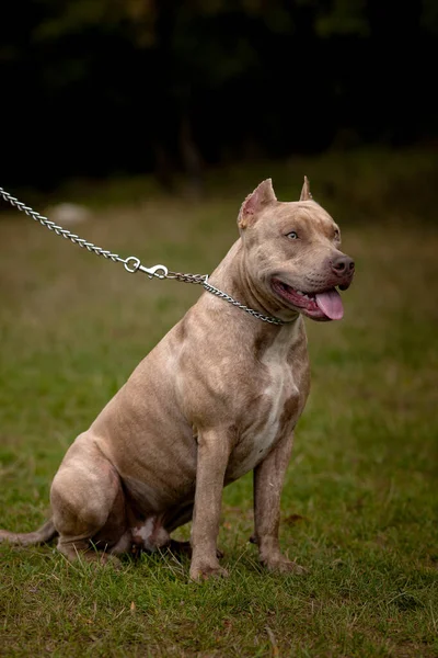 Fondo de otoño con Pit Bull Terrier gris — Foto de Stock