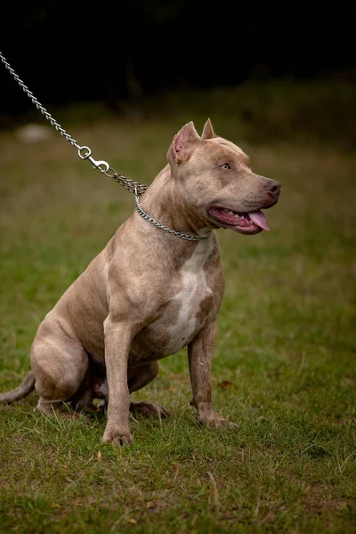 Fundo de outono com cinza Pit Bull Terrier — Fotografia de Stock