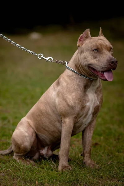 Φθινόπωρο φόντο με γκρι Pit Bull Terrier — Φωτογραφία Αρχείου