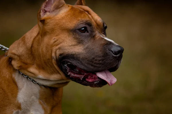 Fondo de otoño con Pit Bull Terrier rojo —  Fotos de Stock