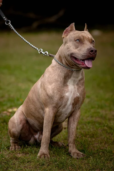 Hösten bakgrund med grå Pit Bull Terrier — Stockfoto