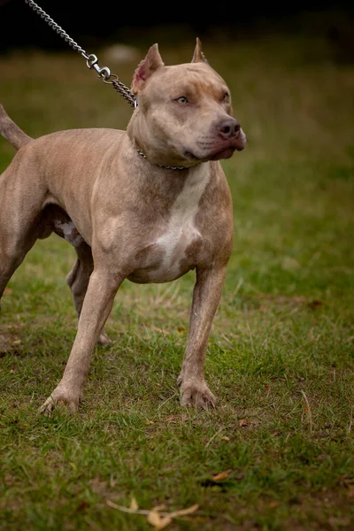 Herbst Hintergrund mit grauem Pitbull Terrier — Stockfoto
