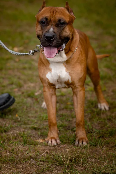 Autumn background with red Pit Bull Terrier — Stock Photo, Image