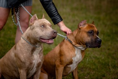 Kırmızı Pitbull Terrier ile sonbahar arkaplanı