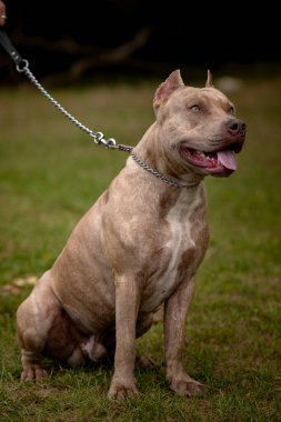 Gri Pitbull Terrier ile sonbahar arkaplanı