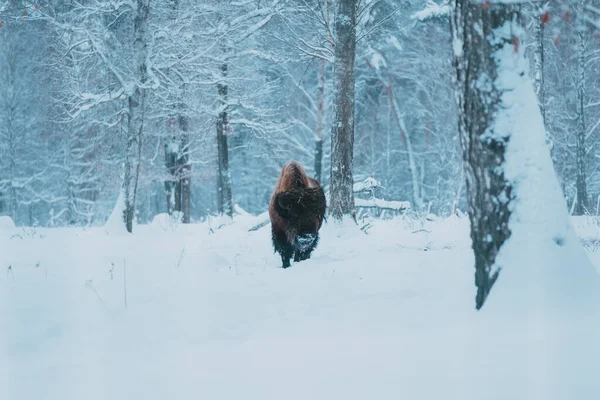 Bizon na pozadí lesa a sníh — Stock fotografie