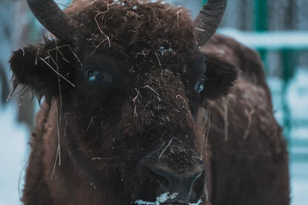 Bison auf dem Waldhintergrund und Schnee — Stockfoto