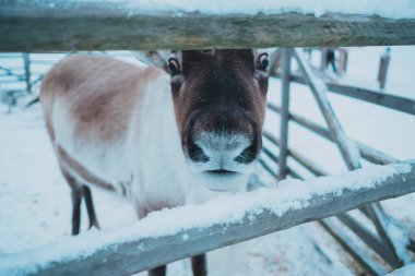 Etnik parktaki güzel ren geyiği Göçebe