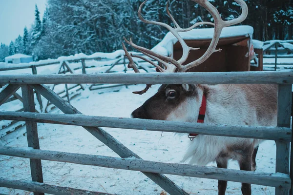 Beautiful reindeer in the ethnic park Nomad — ストック写真