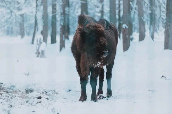 Bisonte en el fondo del bosque y nieve — Foto de Stock