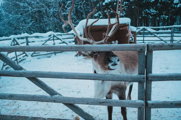 Beautiful reindeer in the ethnic park Nomad — ストック写真