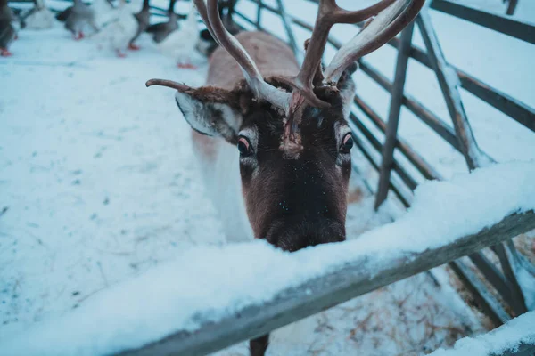 Beautiful reindeer in the ethnic park Nomad — ストック写真