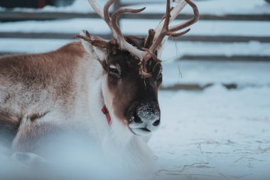 Etnik parktaki güzel ren geyiği Göçebe