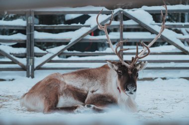 Etnik parktaki güzel ren geyiği Göçebe