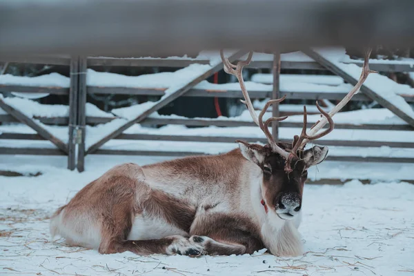 Beautiful reindeer in the ethnic park Nomad — ストック写真