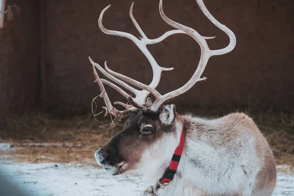 Beautiful reindeer in the ethnic park Nomad — ストック写真
