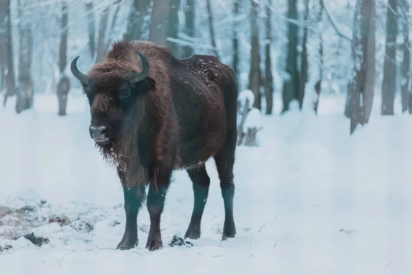 Bisonte en el fondo del bosque y nieve —  Fotos de Stock