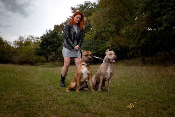 Frau mit zwei schönen amerikanischen Staffordshire Pitbulls — Stockfoto