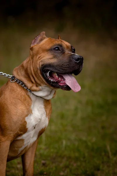 Autumn background with red Pit Bull Terrier — Stock Photo, Image