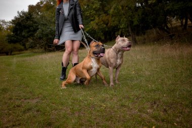 İki güzel Amerikalı Staffordshire pitbull 'u olan bir kadın.