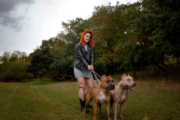 Vrouw met twee mooie Amerikaanse Staffordshire pitbulls — Stockfoto