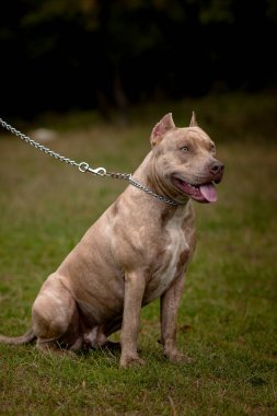 Gri Pitbull Terrier ile sonbahar arkaplanı